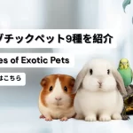 9 Types of Exotic Pets エキゾチックペット9種を紹介（9 Types of Exotic Pets）