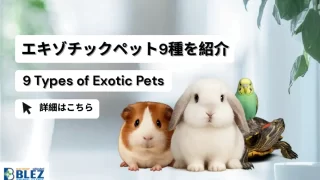 9 Types of Exotic Pets エキゾチックペット9種を紹介（9 Types of Exotic Pets）