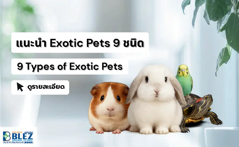 9 Types of Exotic Pets