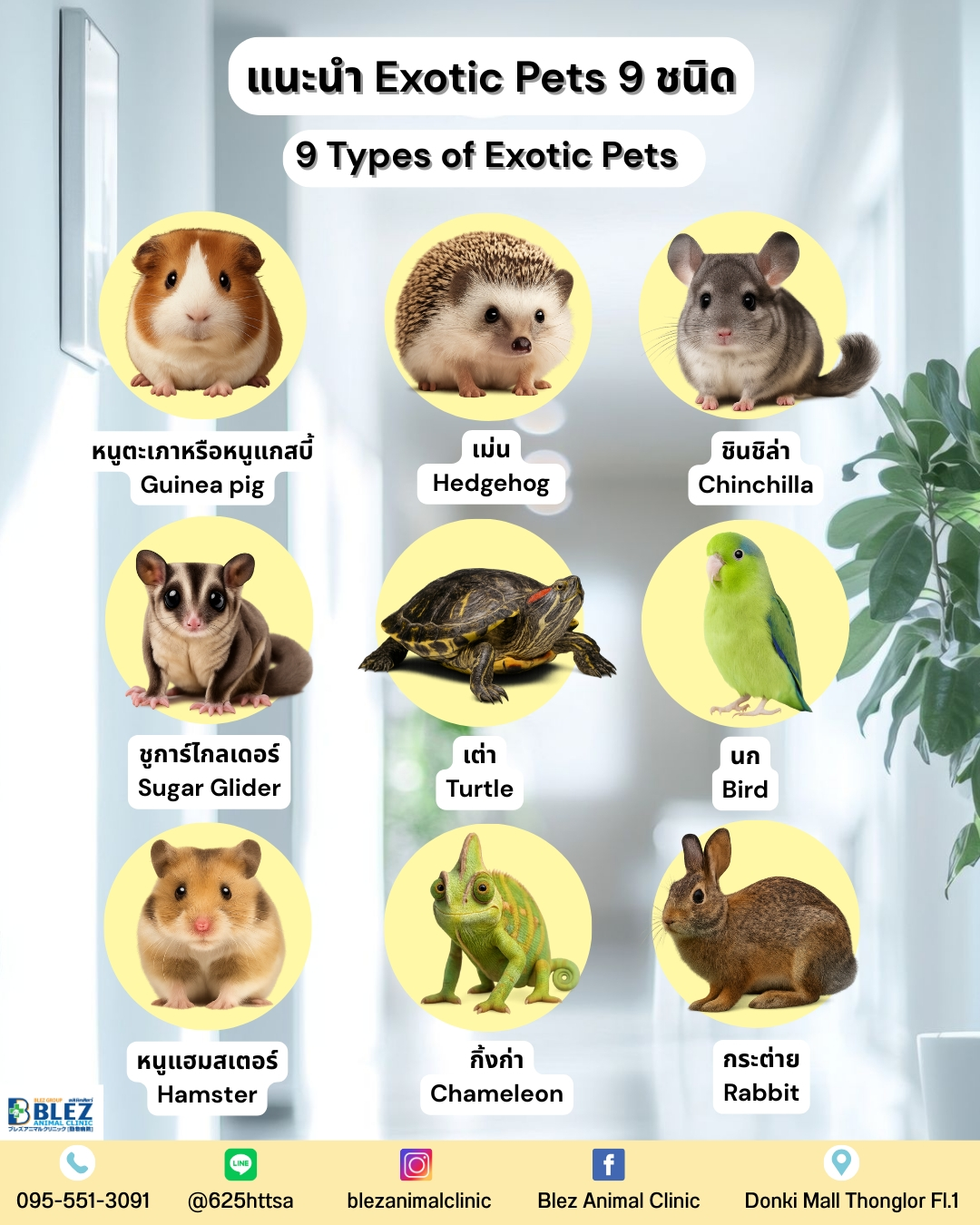 แนะนำ Exotic Pets 9 ชนิด (สัตว์เล็ก/นก/สัตว์เลื้อยคลาน) พร้อมแนวทางว่าเมื่อไหร่ควรพบสัตวแพทย์ หากกินน้อย ซึม ถ่ายผิดปกติ น้ำหนักเปลี่ยน หรือมีแผล สามารถส่งรูป/วิดีโอปรึกษาทาง LINE ได้