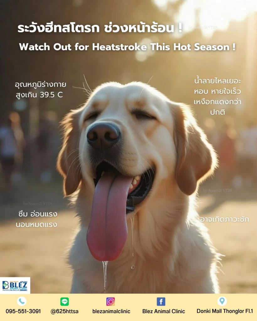 Signs of heatstroke in dogs and cats such as panting, drooling, lethargy, and high body temperatur